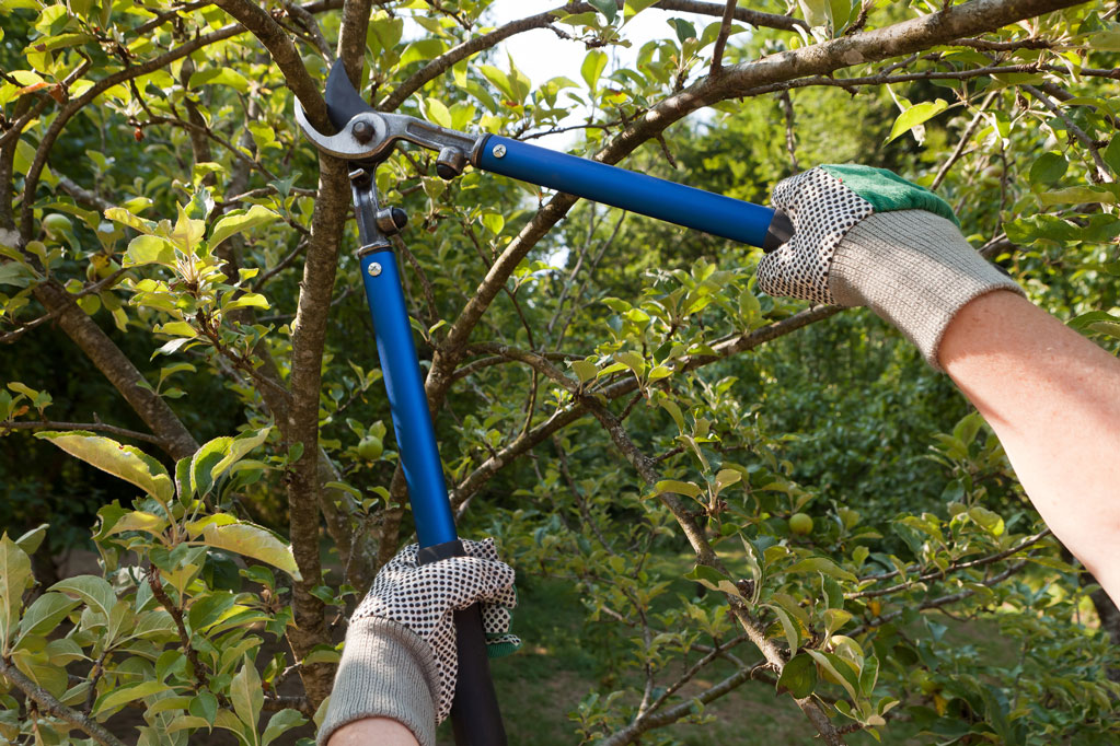 Light Tree Trimming