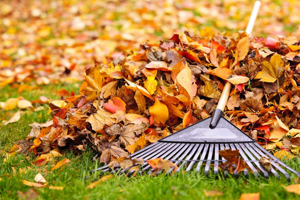 Yard Clean-ups